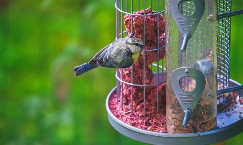 Blue Tit is seen rested on the suet cage of a 3 in 1 bird feeder