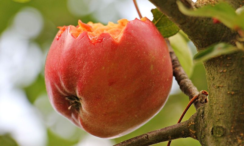 Partially eaten apple on tree