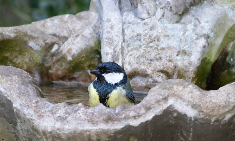 Great Tit enjoying a soak in a stone bird bath