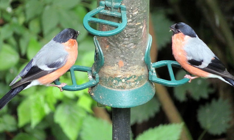 Bullfinches perched on twin perch hanging seed feeder