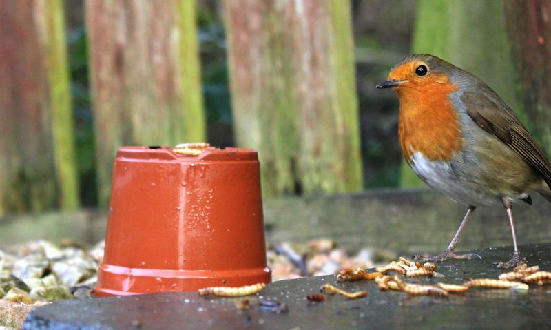 Robin feeding on dried mealworms