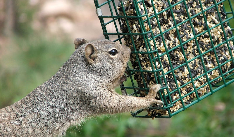 Squirrel reaches over to suet block feeder containing seeds