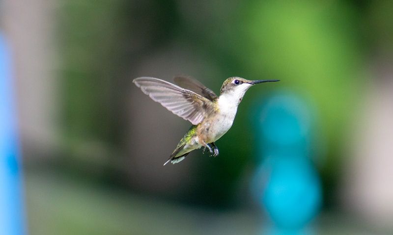 Hummingbird in flight