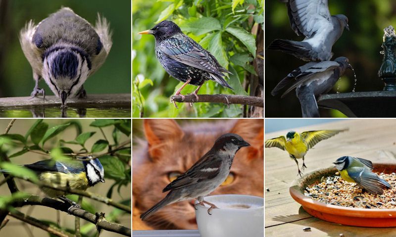 Clockwise: Blue Tit drinking, perched Sparrow, pigeons, Tit, Cat staring, birds feeding