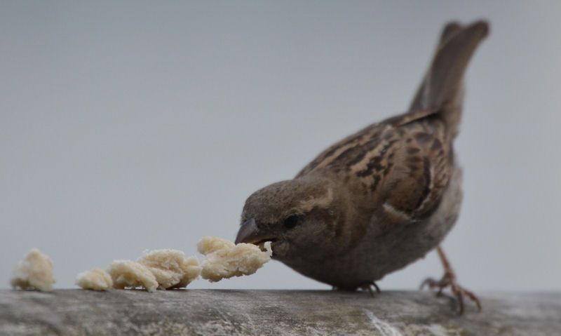 Sparrow eating small bread pieces
