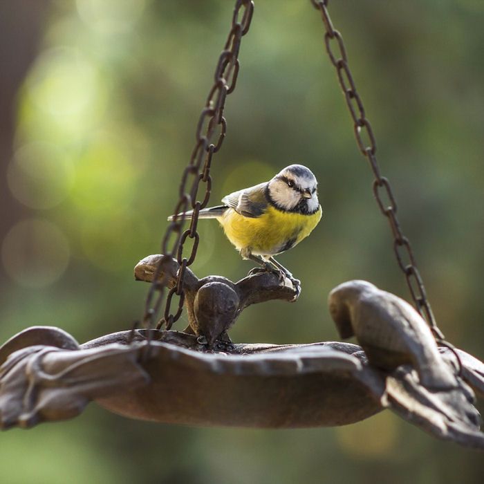 Blue Tit perched on hanging bird bath