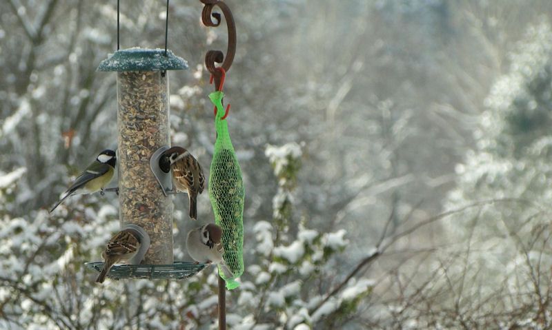 Sparrows, Blue Tit eating from feeding station on pole