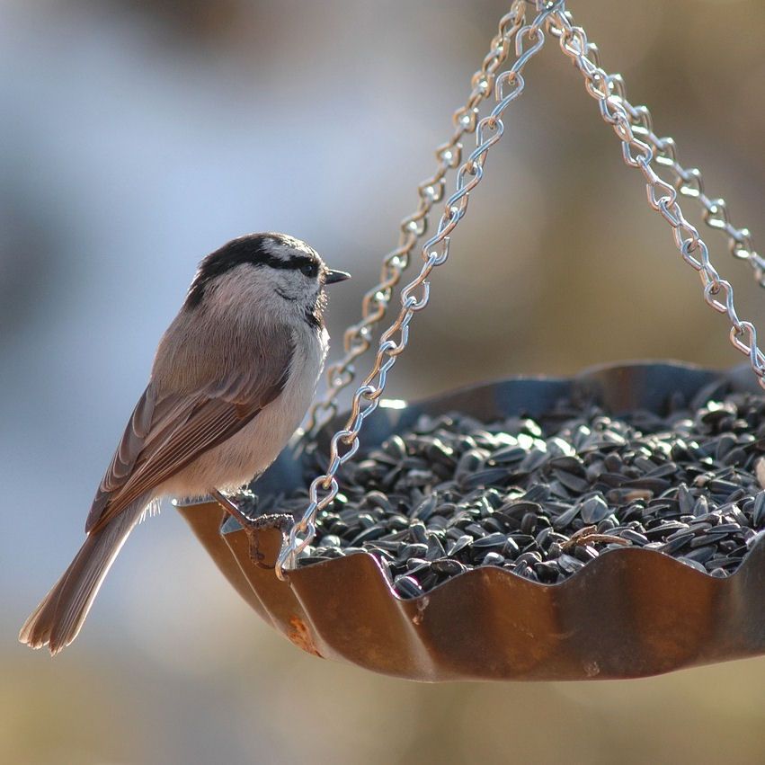 Marsh Tit perched on hanging tray