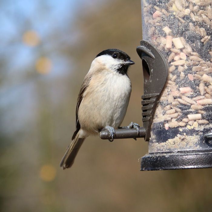 Marsh Tit eating from seed bird feeder