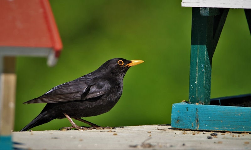 Male Blackbird inspecting wooden bird table