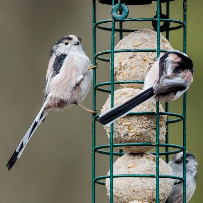 Wild birds on fat ball feeder