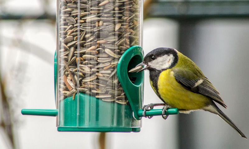 Great Tit feeding from sunflower seed feeder