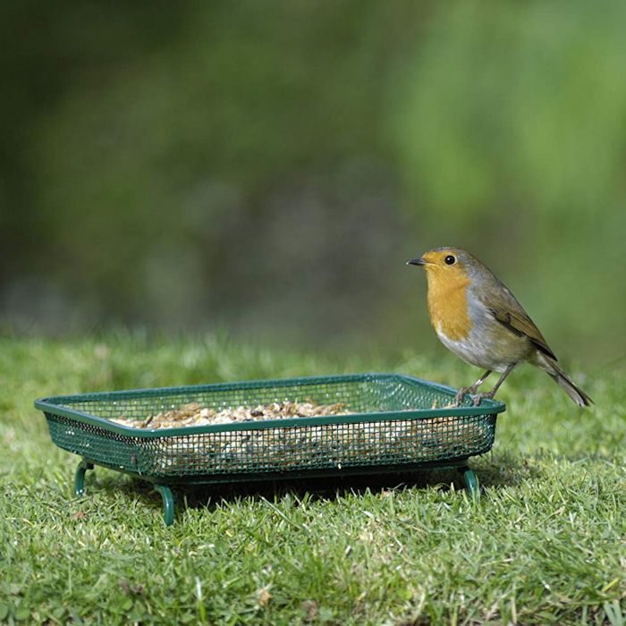 Robin perched on ground bird table