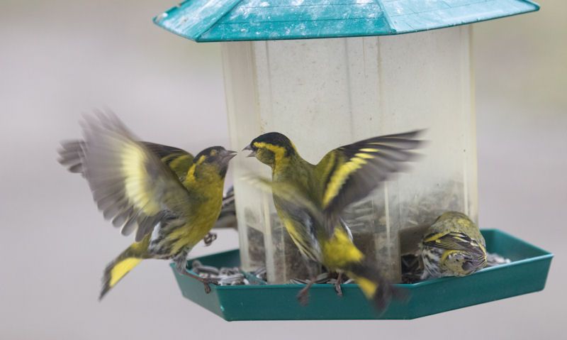 Wild birds converge on hanging lantern seed feeder