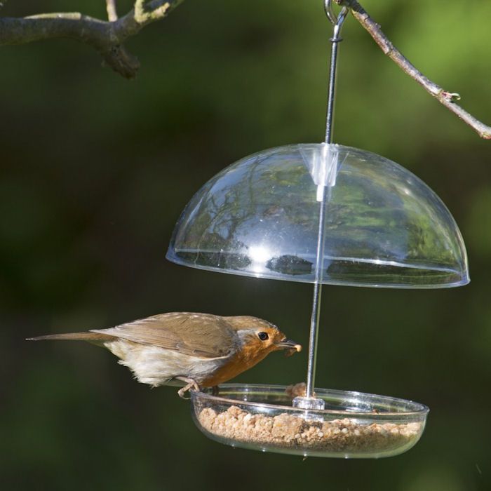 Robin eating from clear mealworm feeder