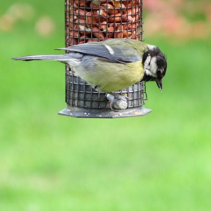 Coal Tit clinging on perch