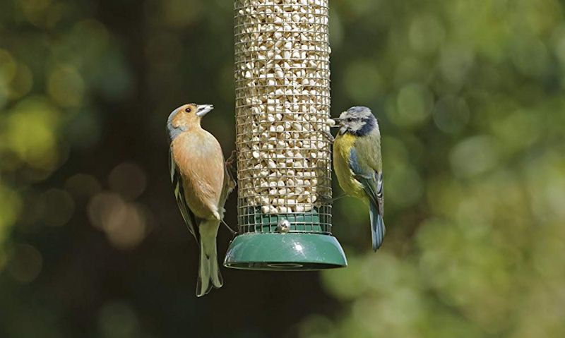 Finch, Blue Tit feeding off peanut feeder