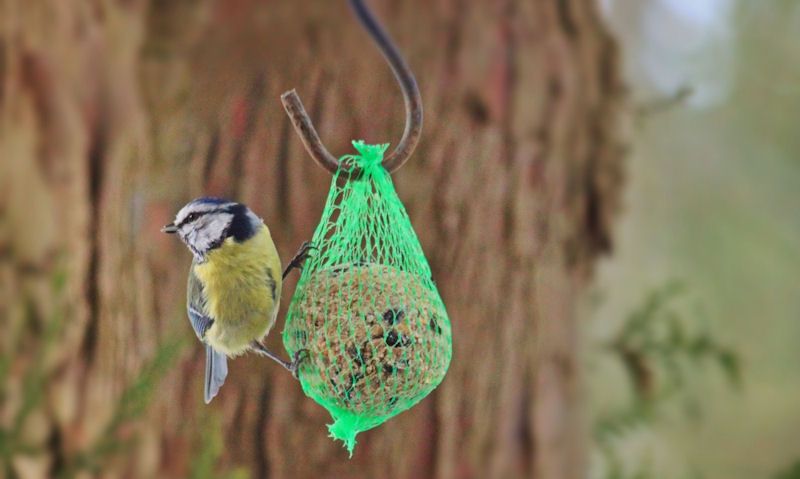 Blue Tit clinged onto fat ball netting