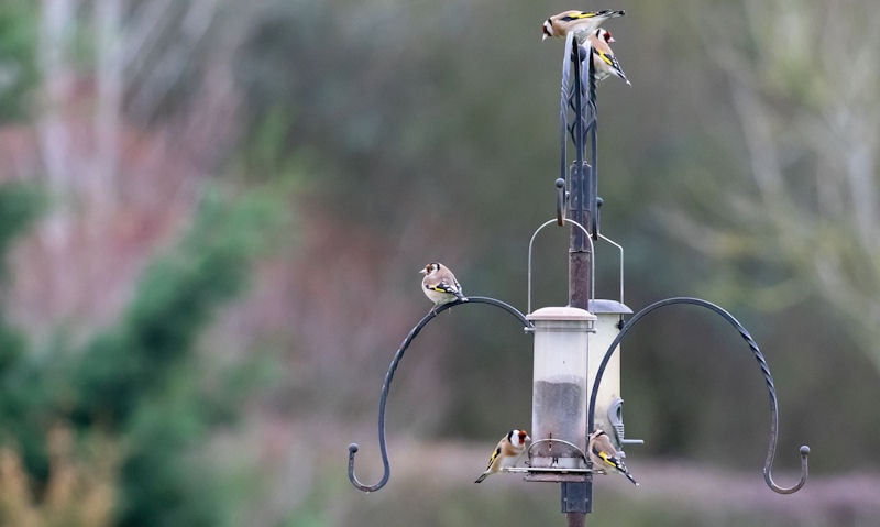 Goldfinches descend on a metal bird feeding station pole with hanging feeders