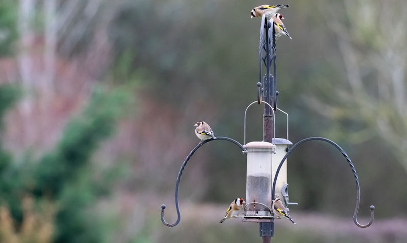 Best place to put a Bird Feeding Station