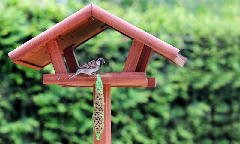 Sparrow investigates fat balls hanging off wooden bird table