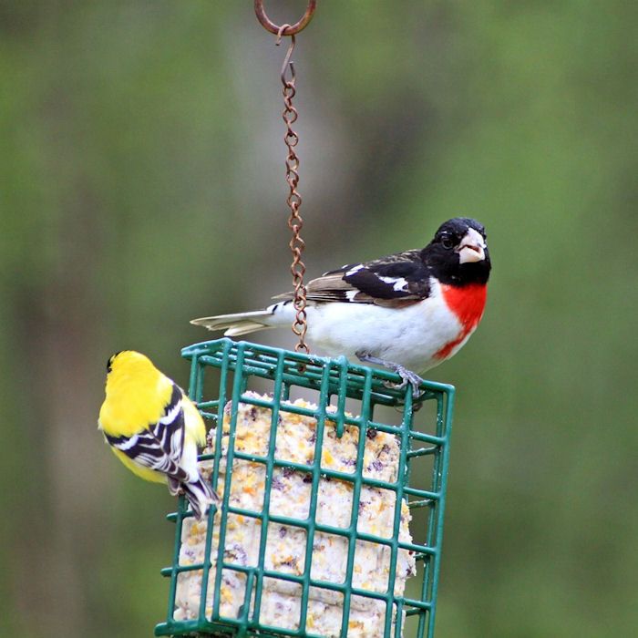Wild birds perch on suet cake mesh cage