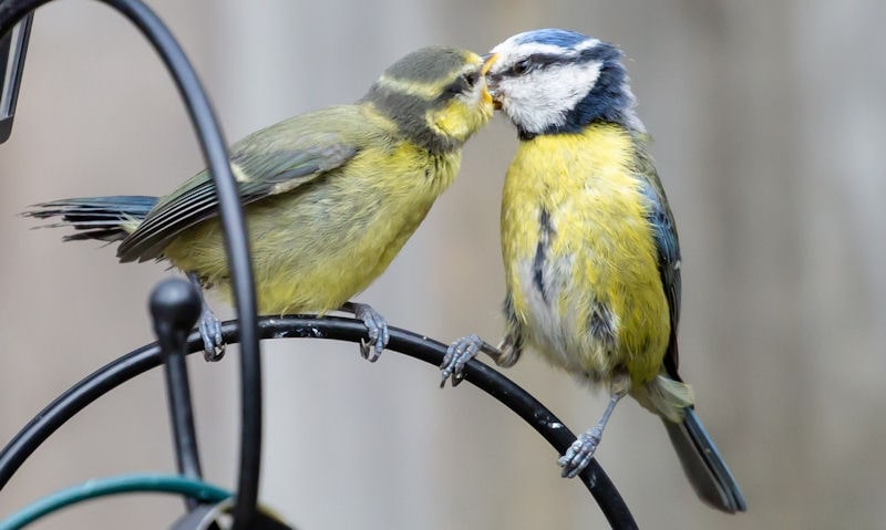 Blue Tit feeding her young at the bird feeding station in garden