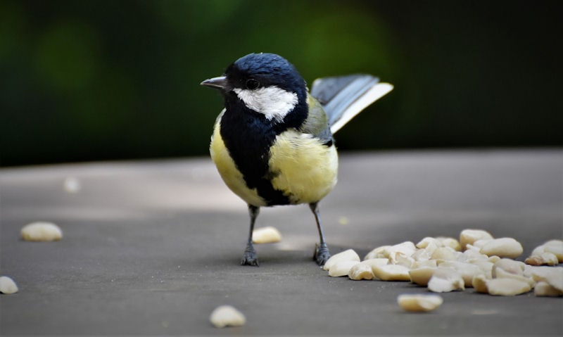 Great Tit standing amongst loose peanuts to feed off on surface