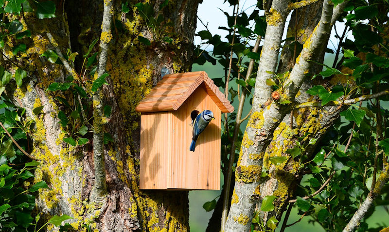 Blue Tit perched on entrance hole of untreated, brand new wooden bird box mounted to tree