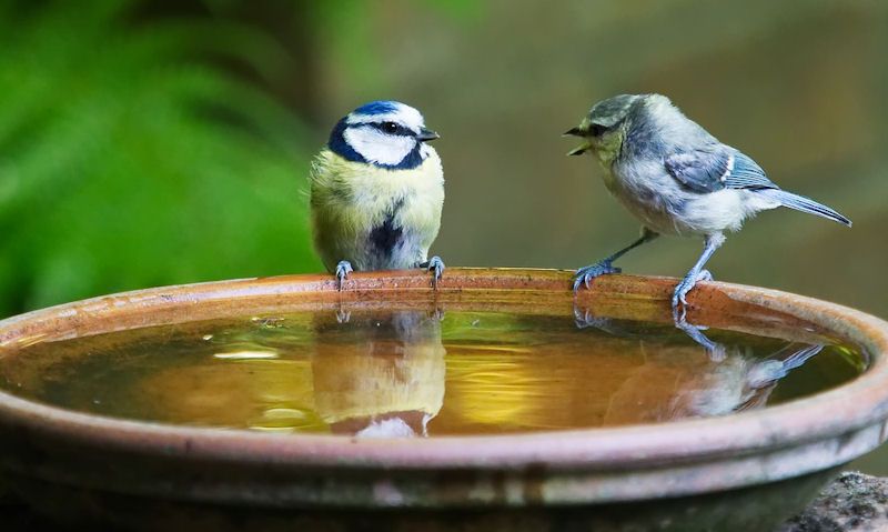 Blue Tit and her young perched around rim of ceramic bird bath