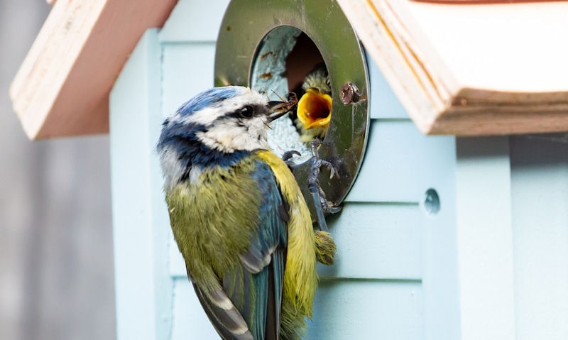 Blue Tit arriving back at metal plate surrounded entrance hole to feed young