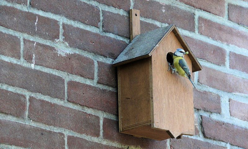 Blue Tit inspecting entrance hole of bird box