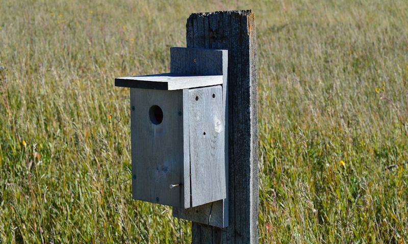 Bird box fixed to a plank of weathered wood