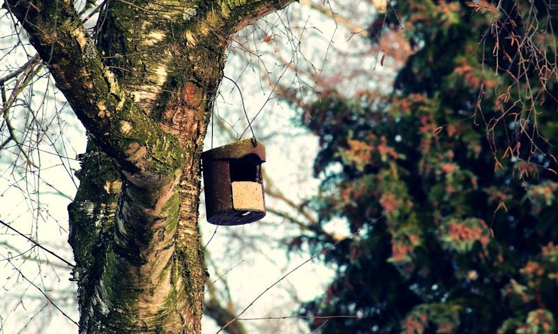 Woodcrete bird box hanging up in tree