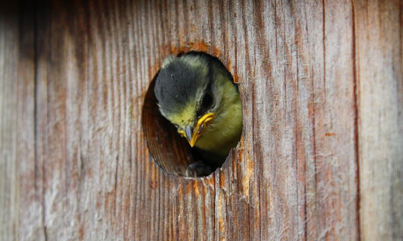 Nest Box Hole Size Chart