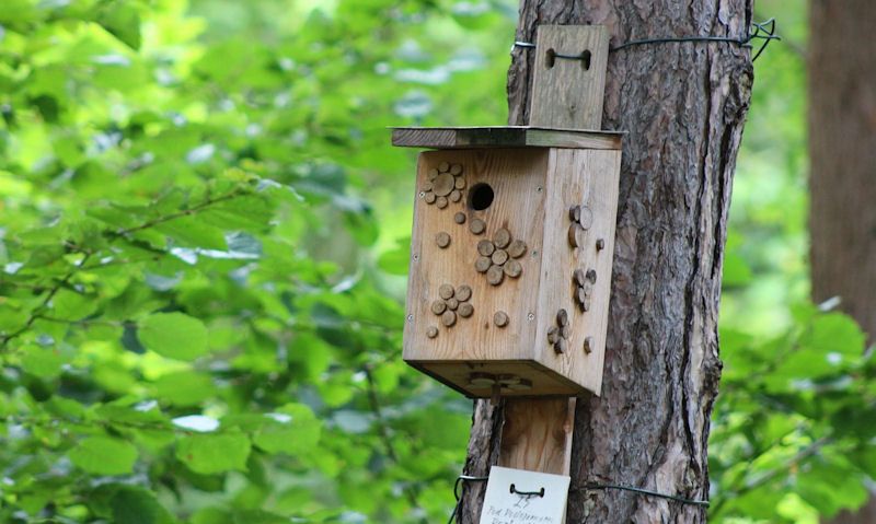 Bird box fixed to tree trunk using plastic wiring threaded through wooden panel