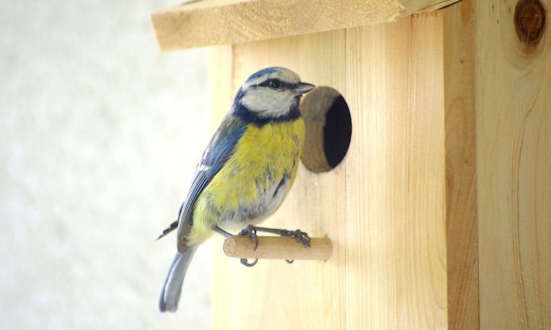 Blue Tit standing on a bird box perch