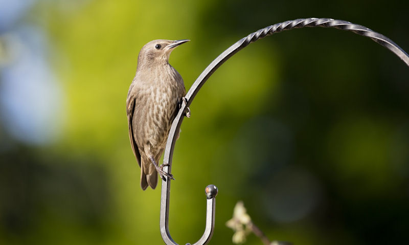 Starling perched on iron wall bracket