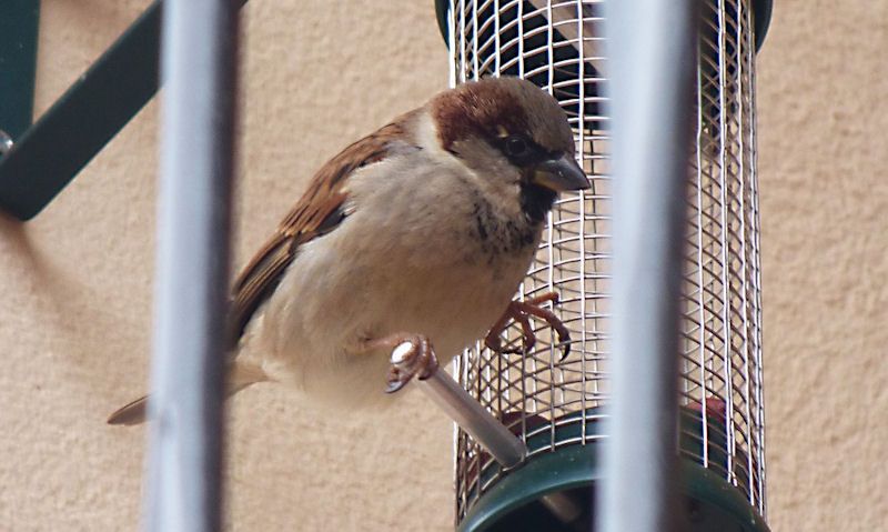 Sparrow perched on feeder off bracket behind railings