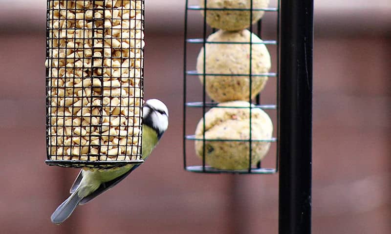 Blue Tit feeding on hanging suet pellets on bird feeding station