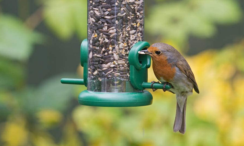 Robin seen with seed in mouth perched on small hanging seed feeder