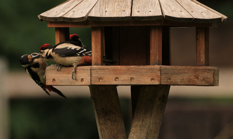 Great Spotted Woodpeckers occupy wooden bird table on stand