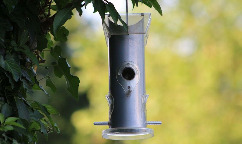 Marsh Tit using seed feeder