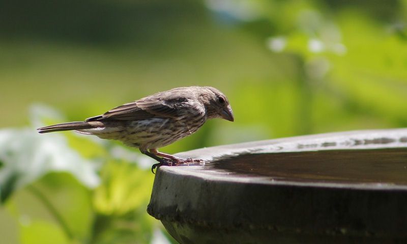 Sparrow perched around rim of stone bird bath