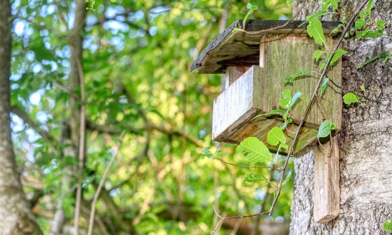 Unused Blackbird nest box mounted to tree trunk