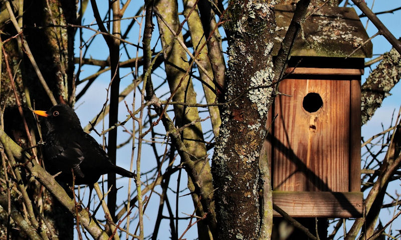 Blackbird perched near unsuitable nest box mounted in tree