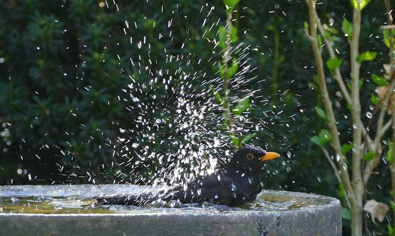 Blackbird bathing in bird bath