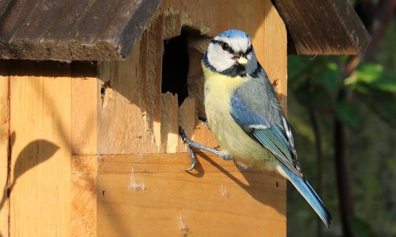 Blue Tit pictured chipping away on entrance hole edging