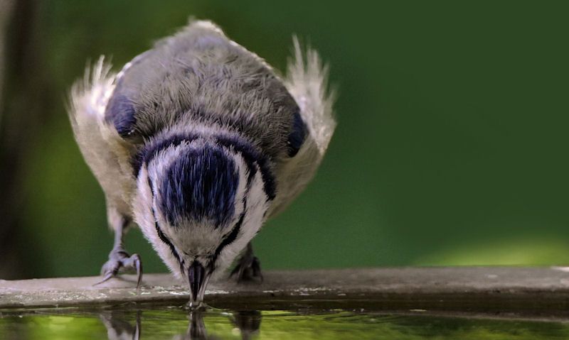 Blue Tit drinking water from bird bath