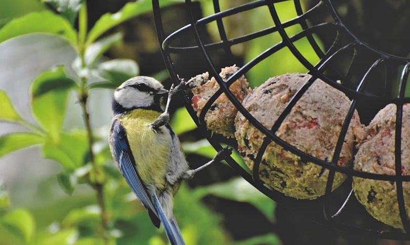 Blue Tit feeding on suet fat balls in ring feeder